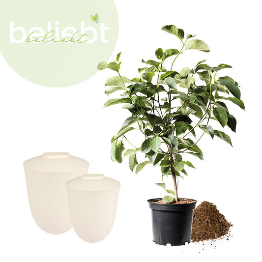 Urne animale biodégradable "Paw" et jeune arbre