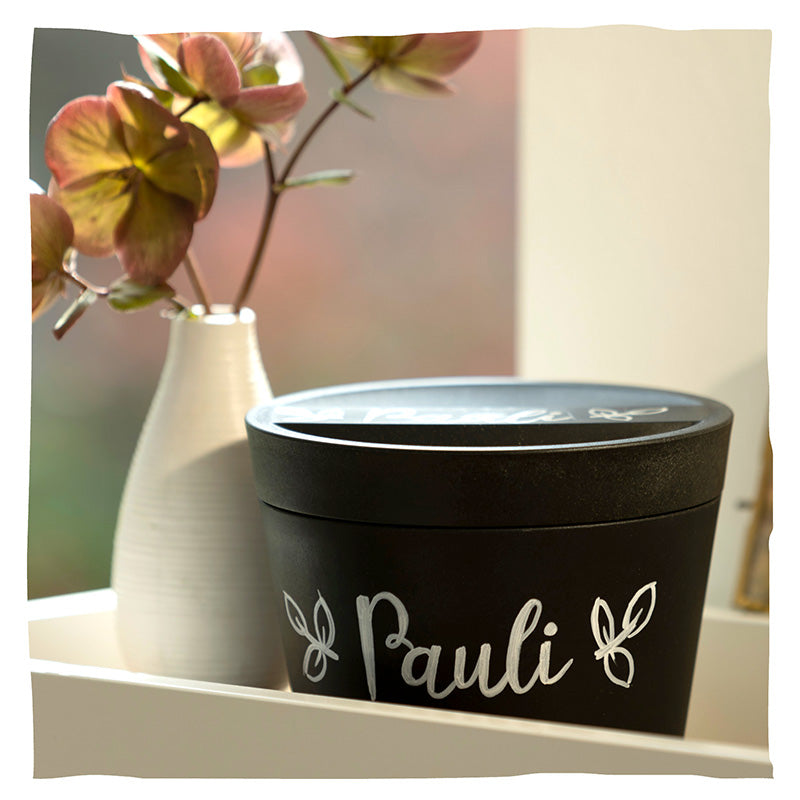 Urne animale biodégradable 'Pure' et jeune arbre