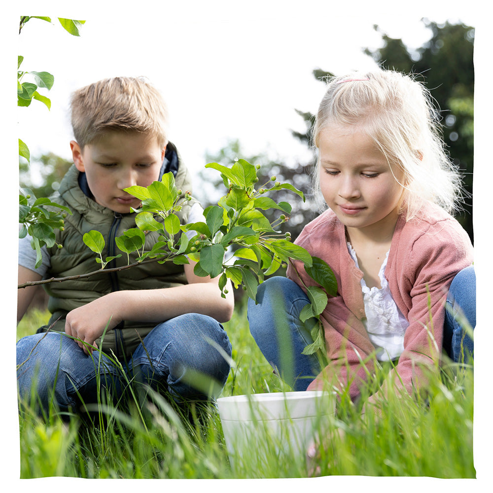 Urne animale biodégradable 'Pure' et jeune arbre