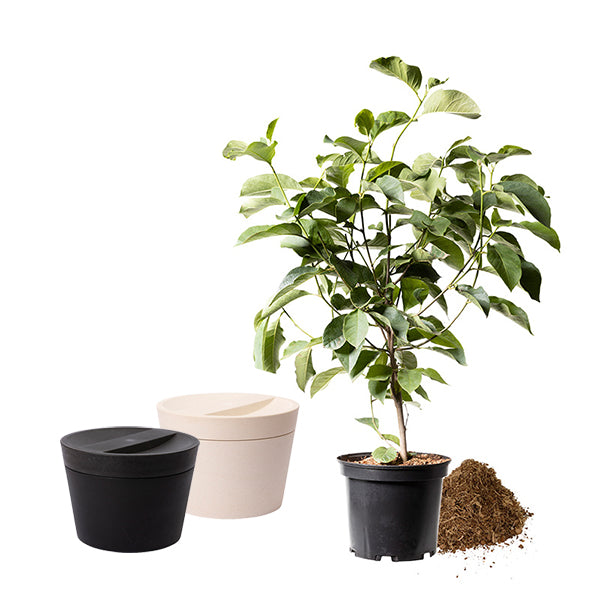 Urne animale biodégradable 'Pure' et jeune arbre