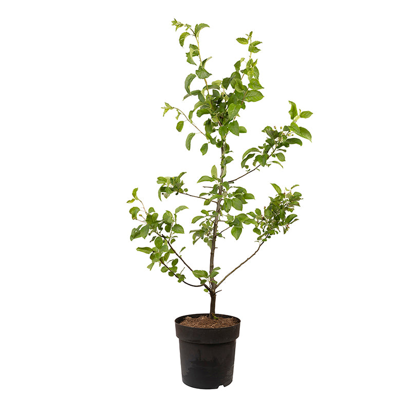 Urne animale biodégradable 'Pure' et jeune arbre